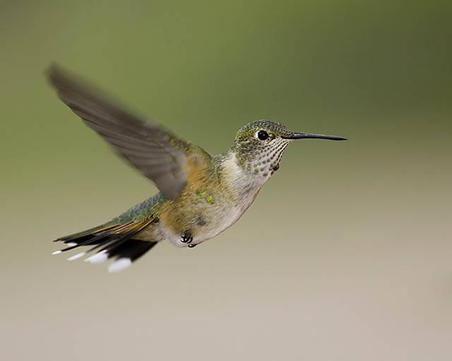 Hummingbird NM3.jpg