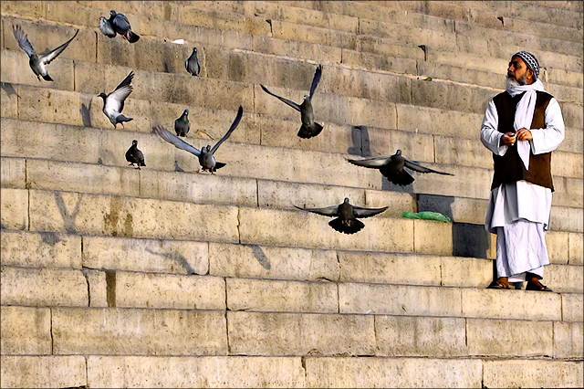 Fly fly away to freedom