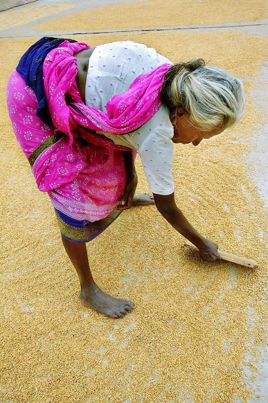 Turning the rice