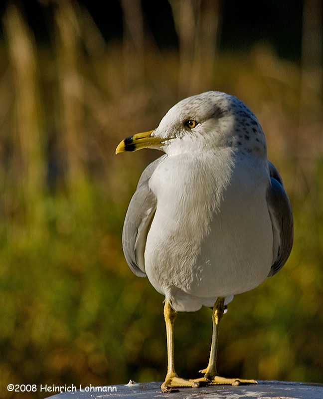 GP4617-Ring-billed Gull.jpg