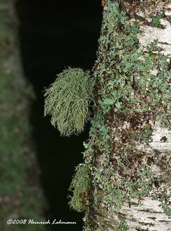 GP4427-Moss on birch tree.jpg