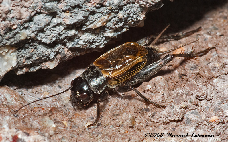GP4433-Field Cricket.jpg