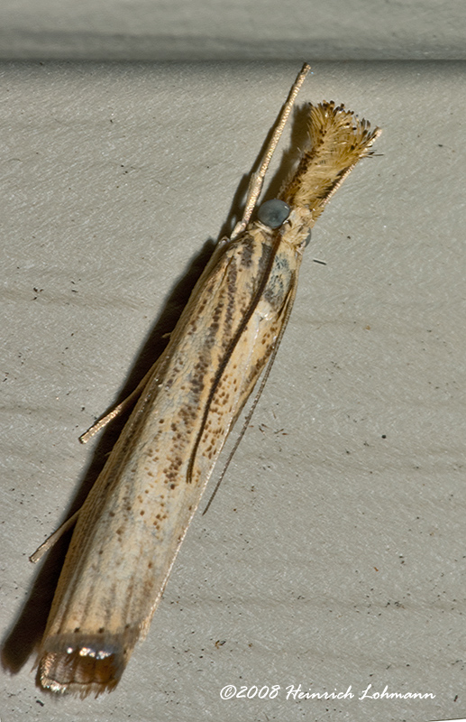 GP4459-Sod Webworm Moth.jpg