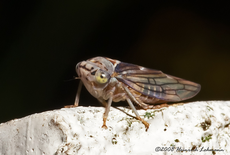 GP4490-Leafhopper.jpg