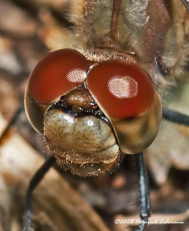 GP4502-Dragonfly.jpg