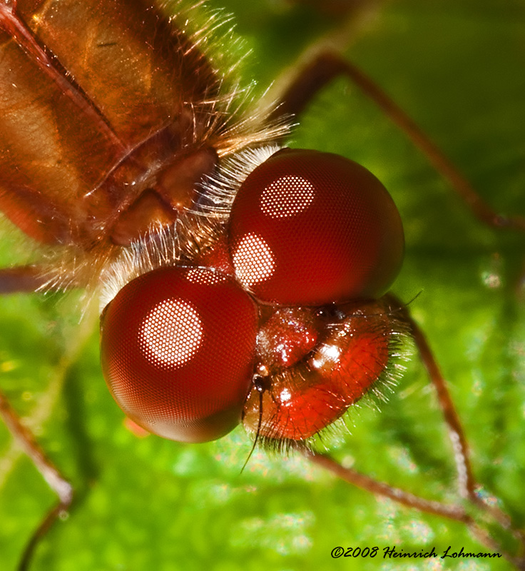 GP4591-Dragenfly.jpg
