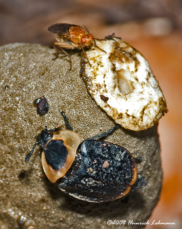 GP4752-American Carrion Beetle+Dung Fly.jpg