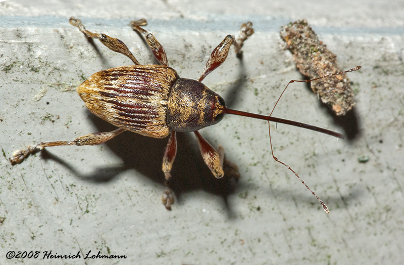 GP4805-Black Oak Acorn Weevil.jpg