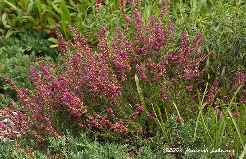 GP4856-heather.jpg