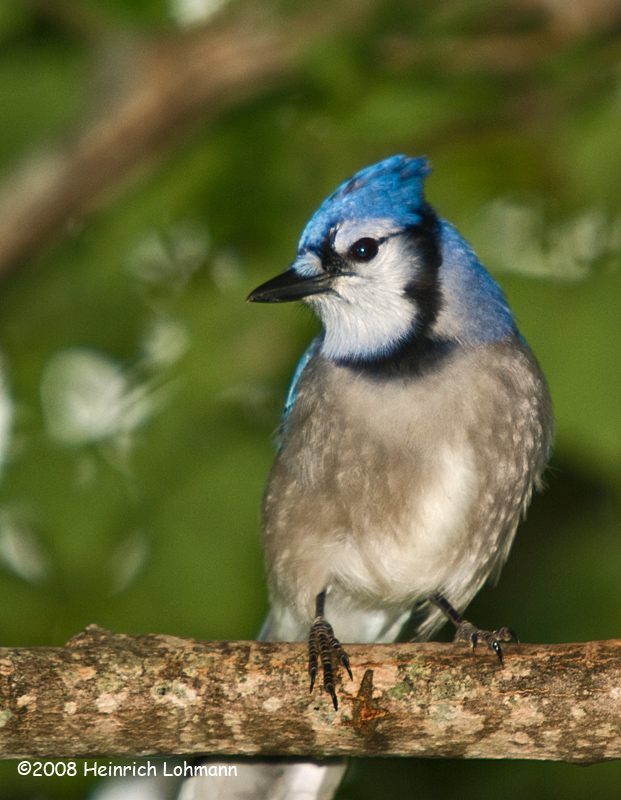GP4986-Blue Jay.jpg