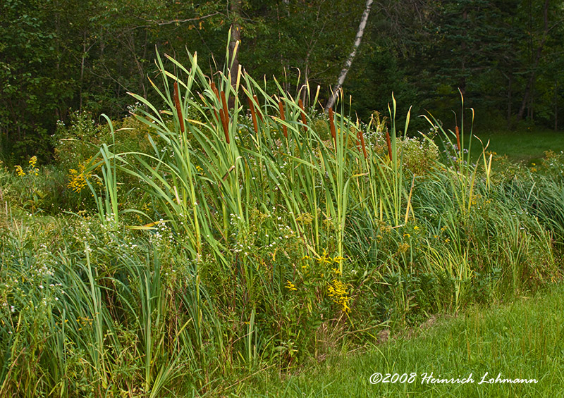 GP5017-Nova Scotia.jpg