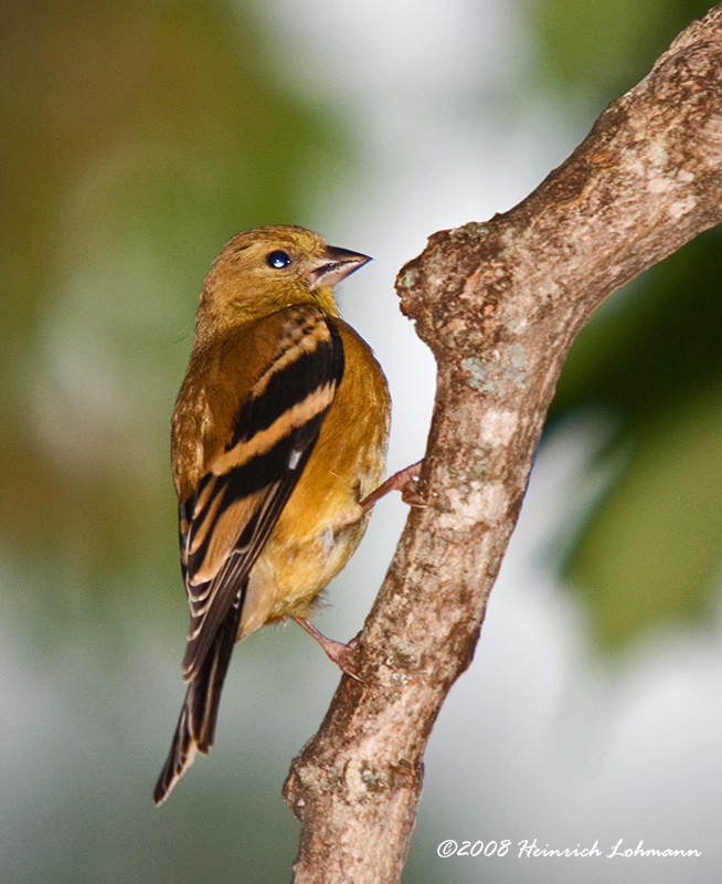 GP5039-American Goldfinch.jpg