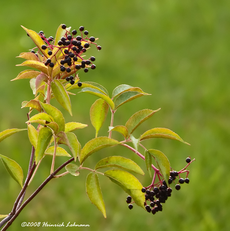 GP5045-Berries.jpg