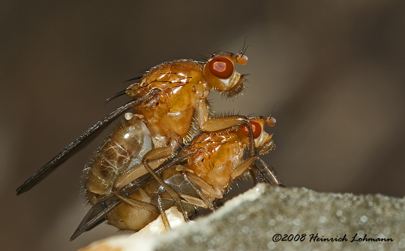 GP5084-Dung Flies mating.jpg