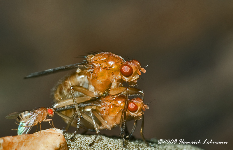 GP5092-Dung Flies mating.jpg