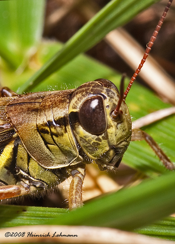 GP6680-Grasshopper.jpg