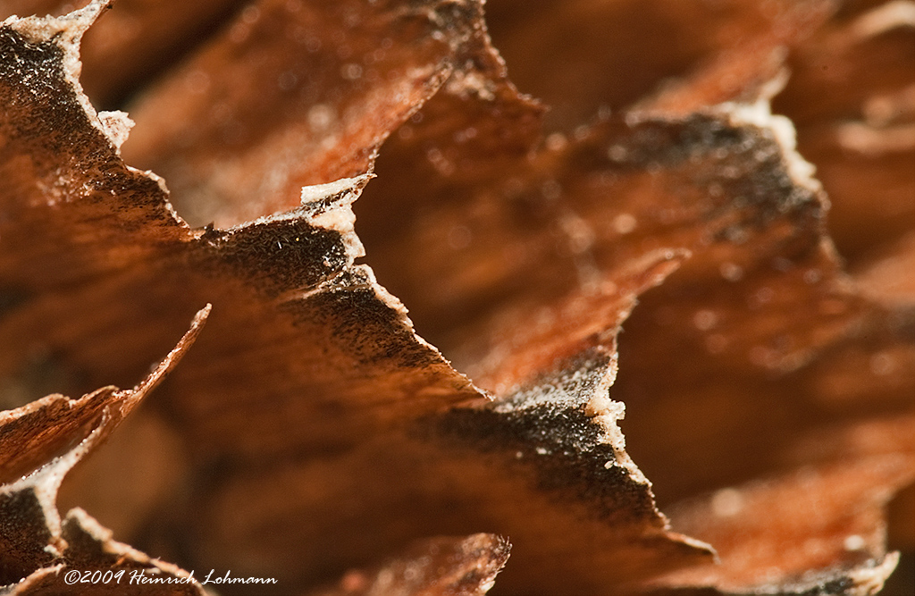 K201084-Empty sunflower sead pods.jpg