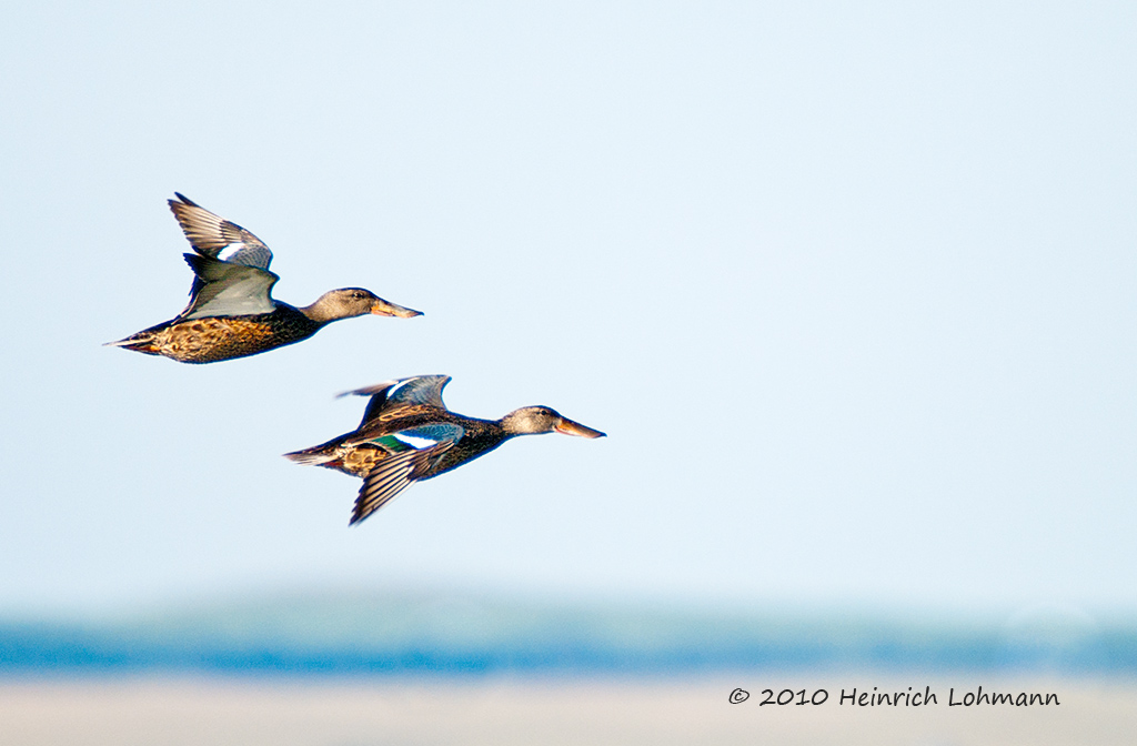 K228223-Two Ducks.jpg