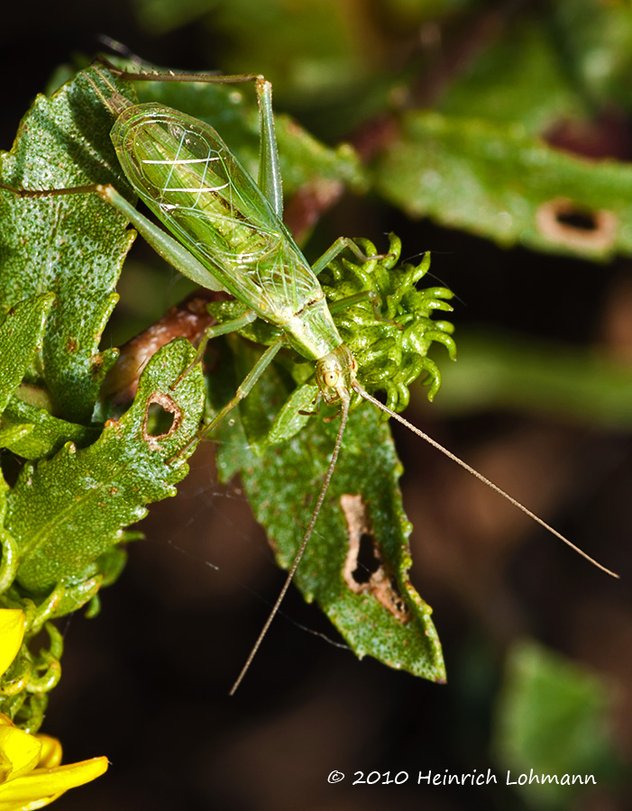 K228367-Snowy Tree Cricket.jpg