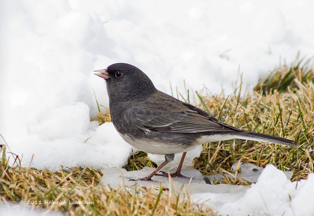 K5D0125-Dark-eyed Junco.jpg