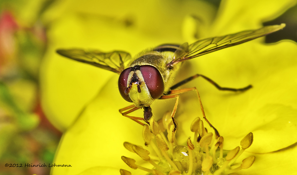 K5G5664-Hoverfly.jpg