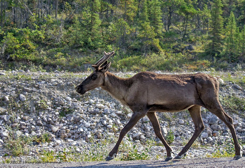 K5G5005-Woodland Caribou.jpg