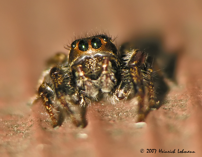 N0761-jumping spider.jpg