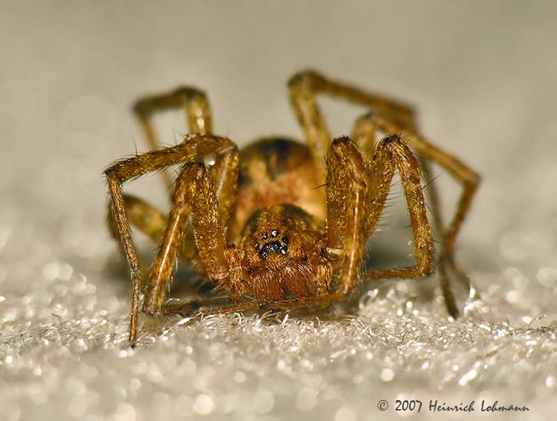 N1599-web.jpg