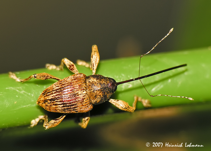 N1659-Black Oak Acorn Weevil.jpg