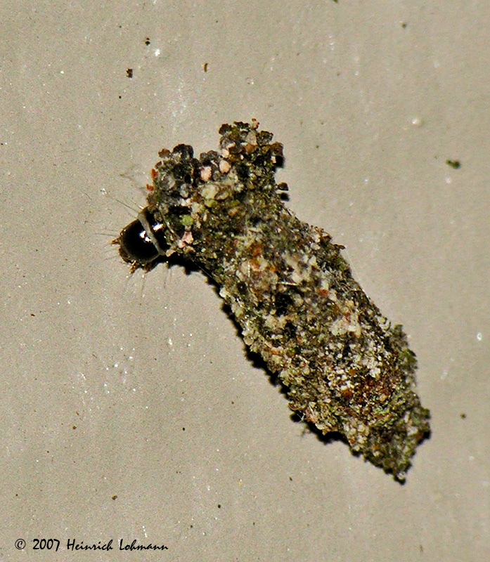 N1860-Unidentified.jpg