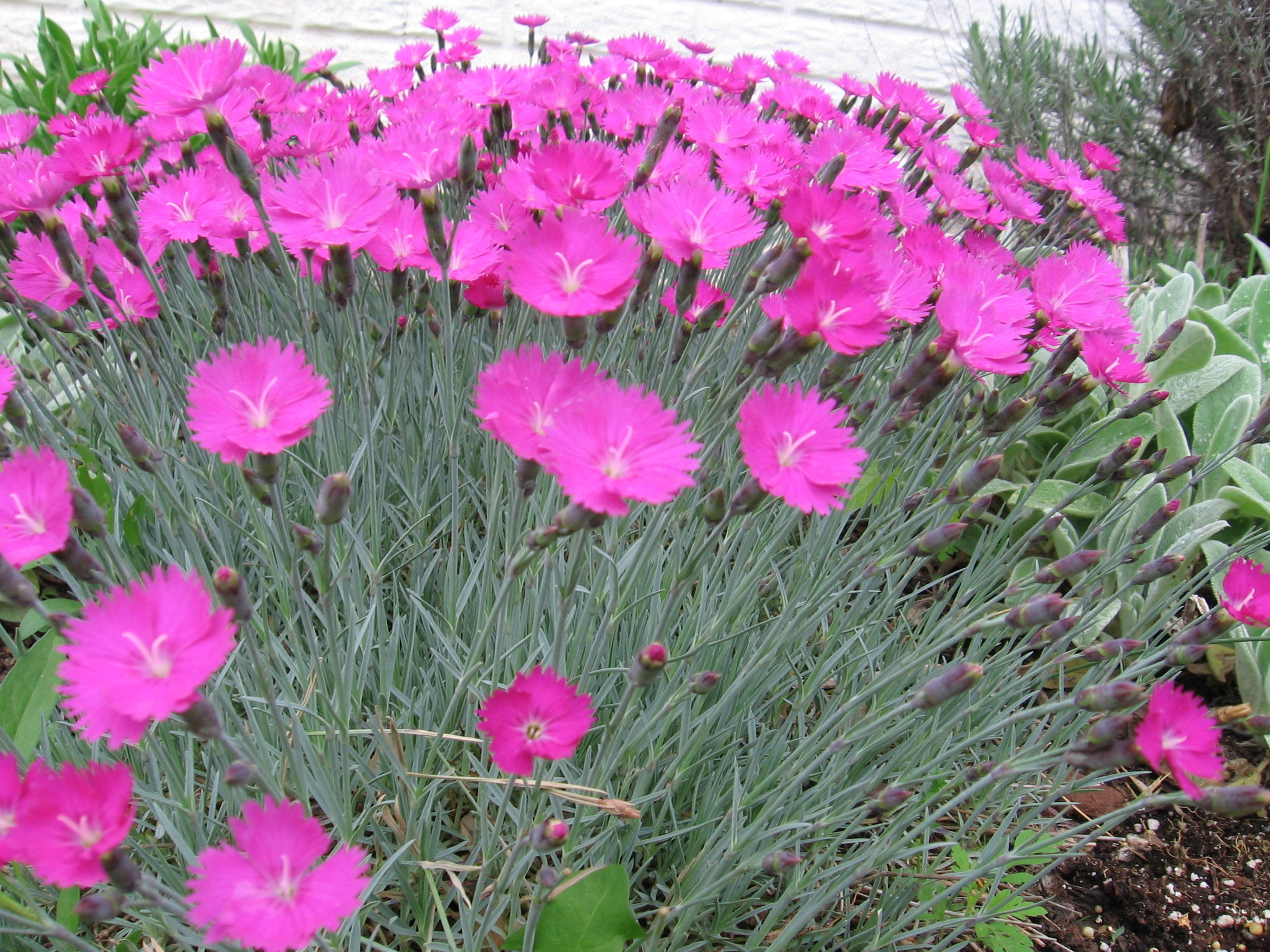 Dianthus