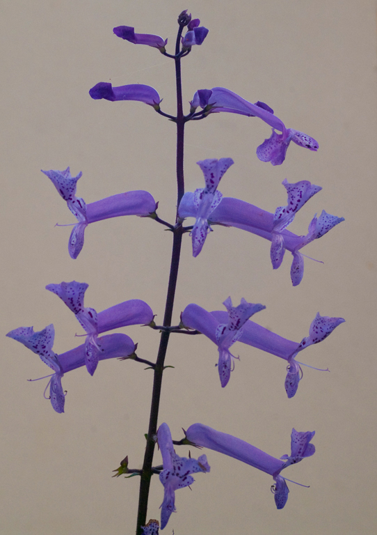 Plectranthus 2