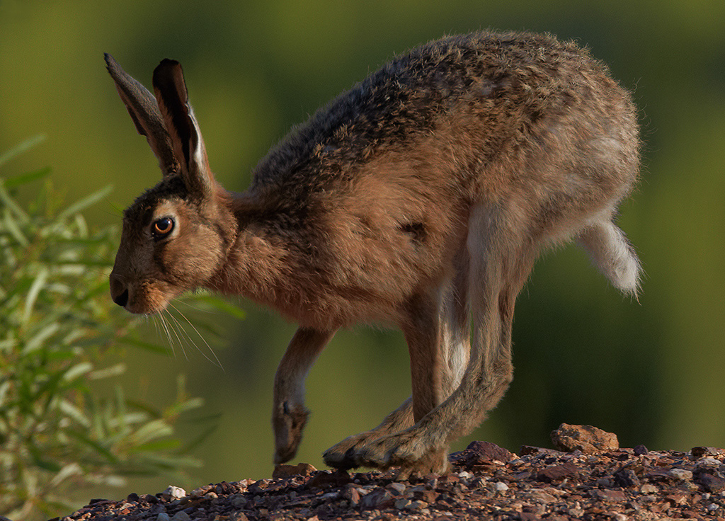Hare Today<br>by Louise Salter 