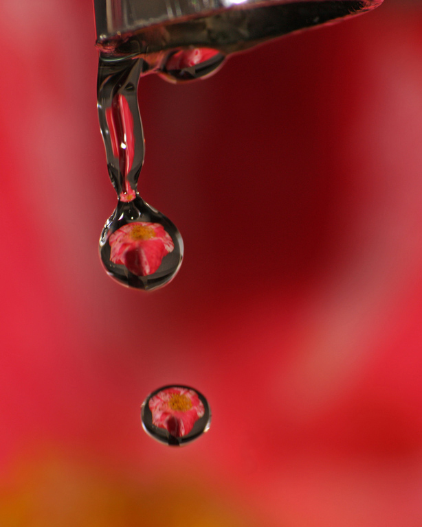 Flower Refracted through Water Drops<br><h4>*Credit*</h4>