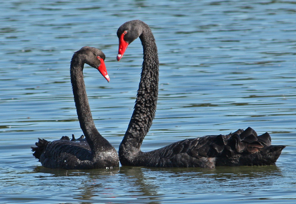 Four Minutes before Mating<br><h4>*Credit*</h4>