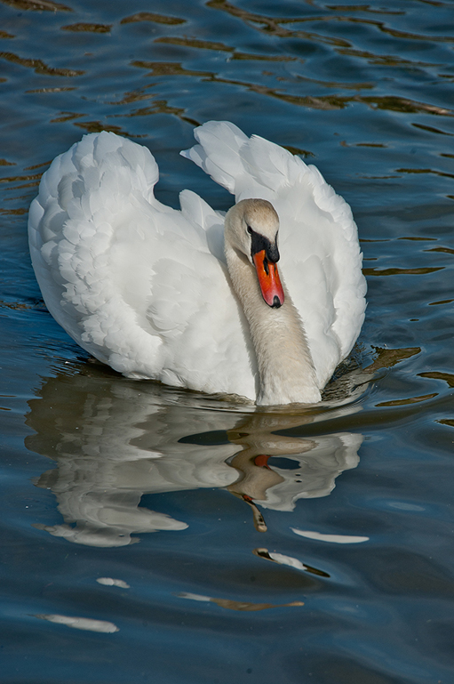 Mute Swan<br><h4>*Merit*</h4>