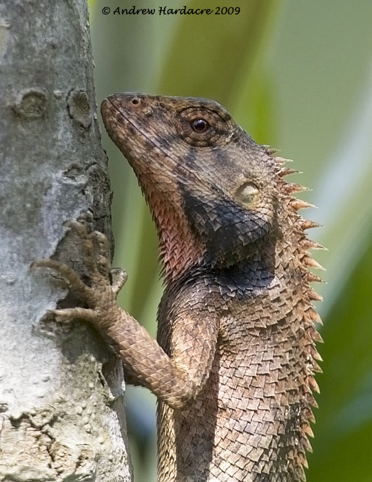 Calotes versicolor