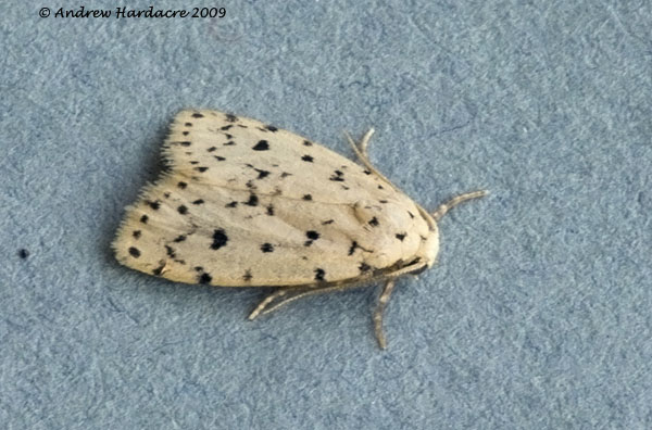 Aemene sp. indet