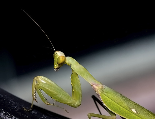 Hierodula patellifera