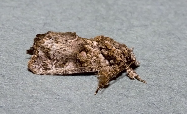 Callopistria guttulalis