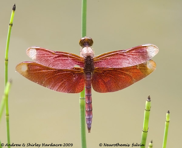 Neurothemis fulvia