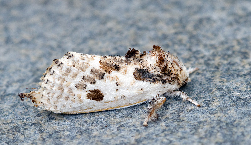 Squamura obliquifasciata