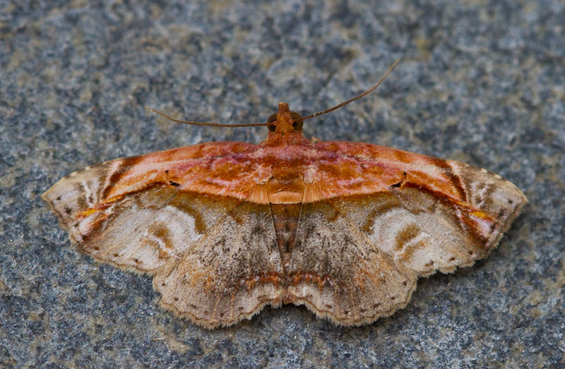 Lophoruza pulcherrima
