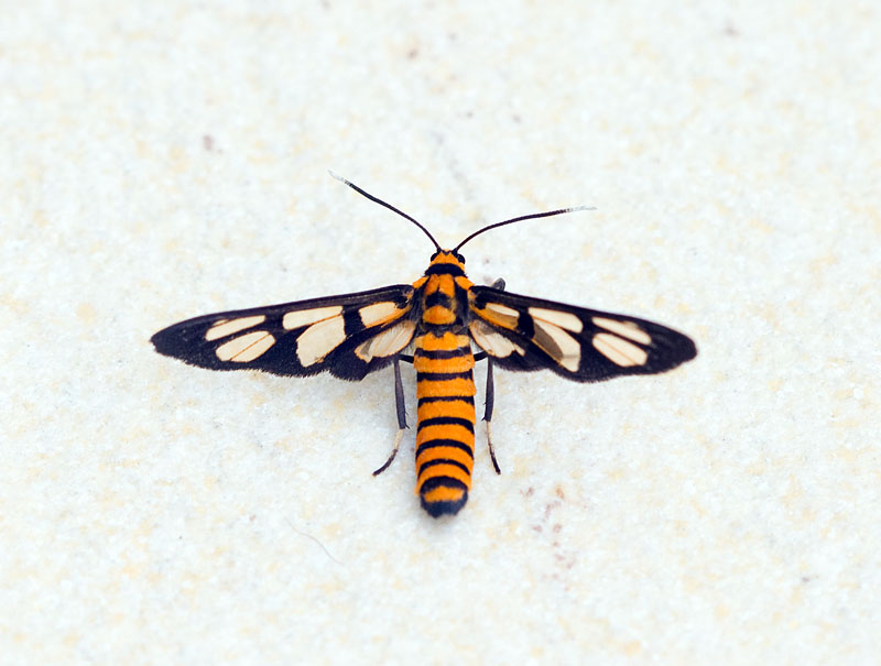Amata polymita