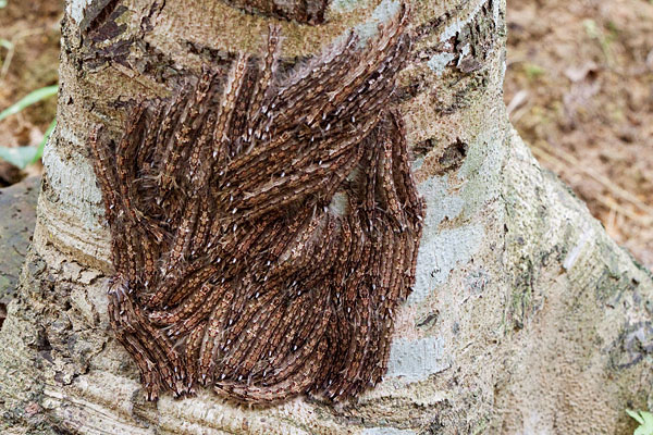 Metanastria larvae