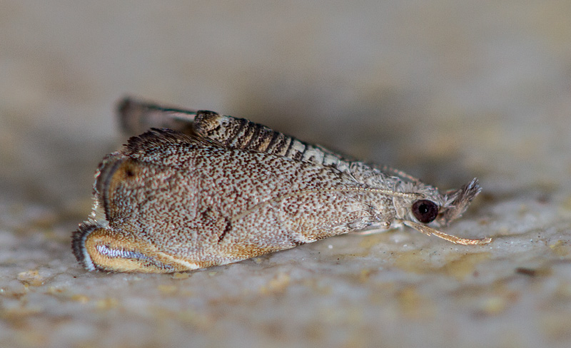 Glaucocharis sp.