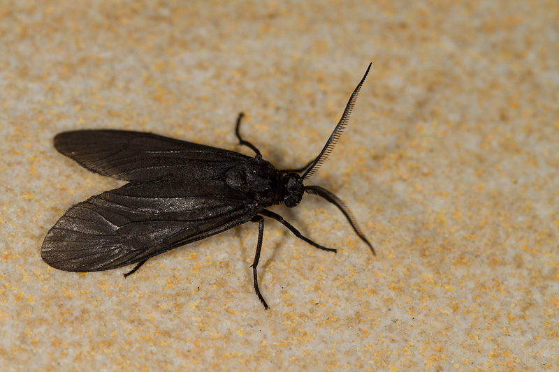 Illiberis sp. nr. yeni
