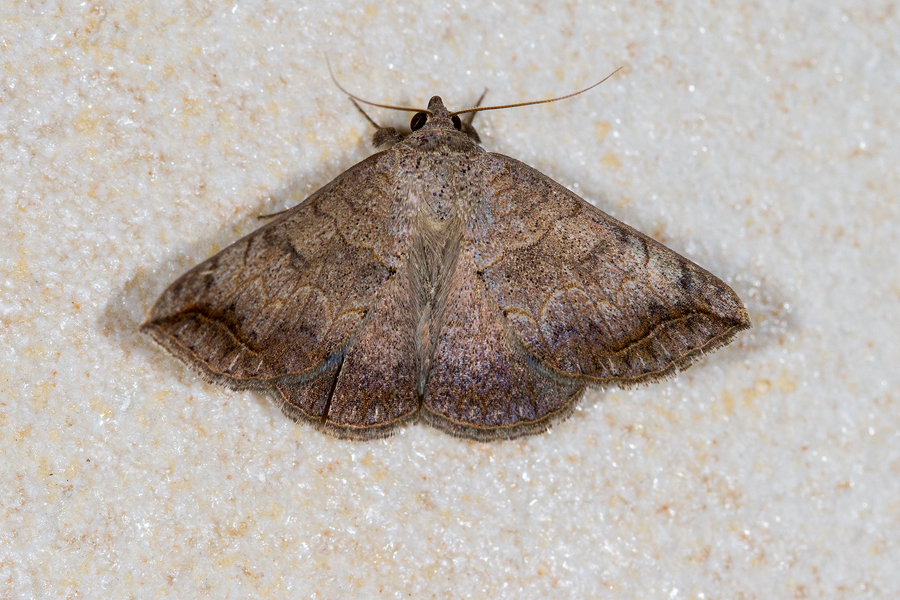 Blastichorinus rivulosa