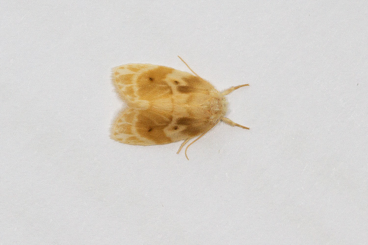 Schistophleps bipuncta