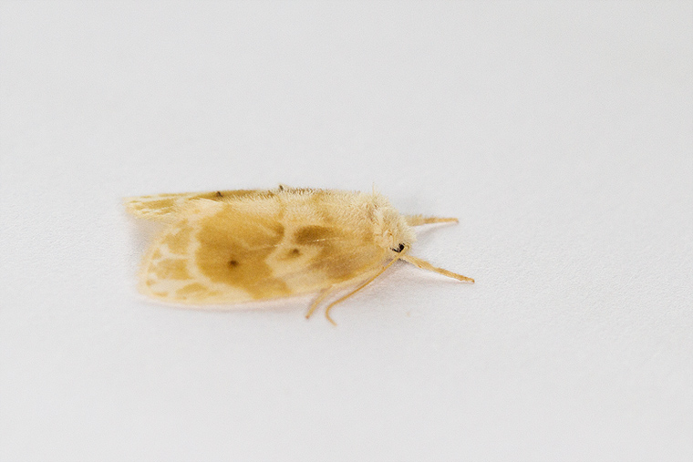 Schistophleps bipuncta